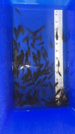 Spiegel karpers 7/9cm Prijs 2€/st, Dieren en Toebehoren, Karper of Koi