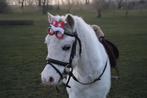 Lieve bereden Welsh pony, Dieren en Toebehoren, Pony's, Merrie