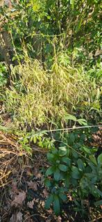 Bamboo, Tuin en Terras, Ophalen, Bamboe, Struik, 250 cm of meer