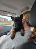 Mechelse herder pups met stamboom, 8 tot 15 weken, CDV (hondenziekte), Meerdere, Meerdere dieren
