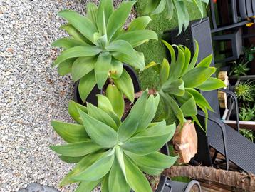 Prachtige super grote agave attenuata 3 ling binnen en buite beschikbaar voor biedingen
