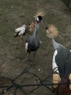 Kroonkraanvogel natuurbroed 2023 man, Dieren en Toebehoren, Mannelijk, Overige soorten