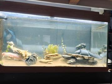 Aquarium Juwel Rio 180 en toebehoren beschikbaar voor biedingen