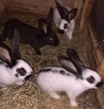 jonge vleeskonijnen, Dieren en Toebehoren, Meerdere dieren, Middelgroot, 0 tot 2 jaar