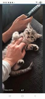 Britse korthaar en langharig, Dieren en Toebehoren, Katten en Kittens | Raskatten | Korthaar, Meerdere dieren, Met stamboom