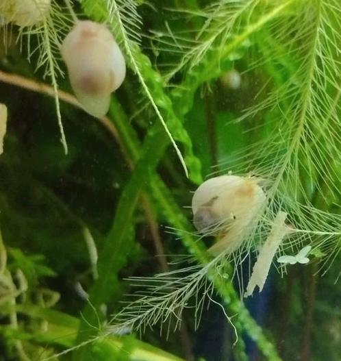 Jonge appelslakken kleur crème wit., Dieren en Toebehoren, Vissen | Aquariumvissen