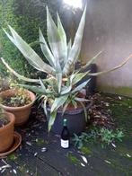 Grote agave, met 6 kindjes in terracotta pot, Tuin en Terras, Volle zon, Vaste plant, Bloeit niet, Ophalen