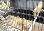 Kanaries, Dieren en Toebehoren