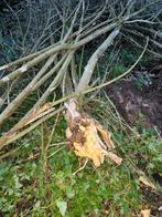 brandhout gratis, Ophalen