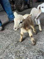 2 zeer mooie papfles lammetjes, Animaux & Accessoires, Moutons, Chèvres & Cochons, Sexe inconnu, Mouton