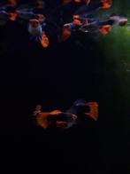 Red cap brazilian guppy - guppies, Dieren en Toebehoren, Vissen | Aquariumvissen, Vis, Zoetwatervis, Schoolvis