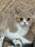 kitten Exótic korthaar, Kater, Gechipt, 0 tot 2 jaar