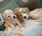 Goldendoodle puppy’s (Golden retriever x poedel), Dieren en Toebehoren, Honden | Retrievers, Spaniëls en Waterhonden, België, 8 tot 15 weken