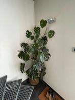 Monstera 165 cm met pot, Ophalen, Overige soorten, In pot, 150 tot 200 cm