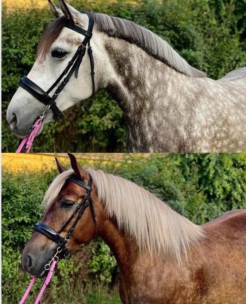 2 dames zoeken hun forevehome + wow nrps hengst veulen, Dieren en Toebehoren, Paarden, Merrie, Zadelmak, Minder dan 160 cm, 3 tot 6 jaar