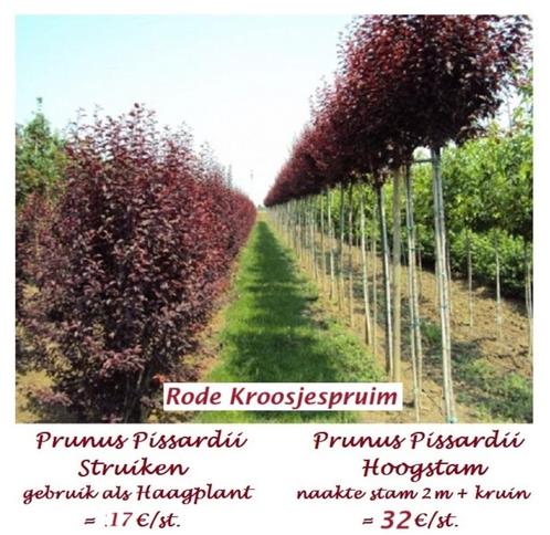 PRUNIERS D'ORNEMENT NIGRA, aux feuilles bordeaux, fleur rose, Jardin & Terrasse, Plantes | Arbres, Arbre à bulbes, 250 à 400 cm