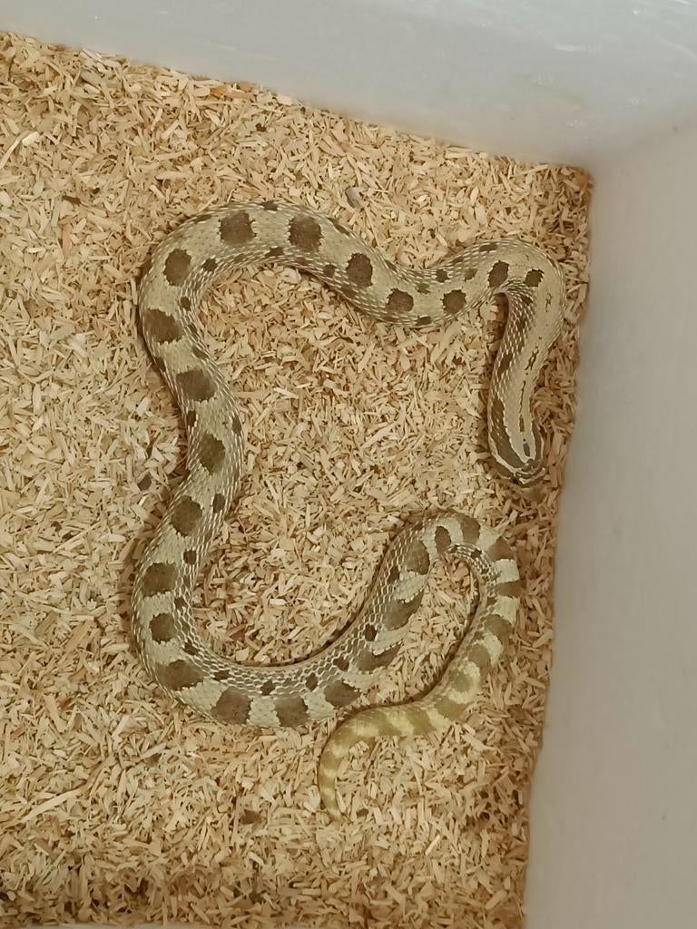 Haakneus koppeltje - Heterodon nasicus, Dieren en Toebehoren, Reptielen en Amfibieën, Slang, Tam, 3 tot 6 jaar