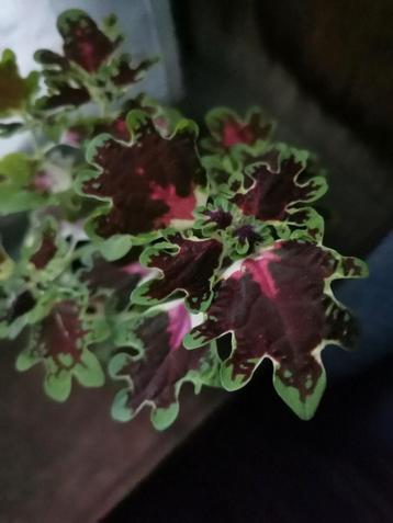 Coleus inky fingers, plant in goede gezondheid. In sierpotje beschikbaar voor biedingen