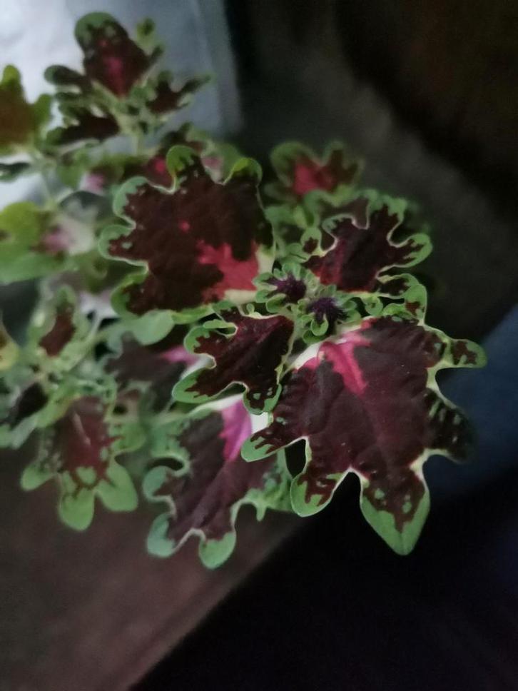 Coleus inky fingers, plant in goede gezondheid. In sierpotje, Huis en Inrichting, Kamerplanten, Ophalen