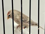 Agaat barmsijsen klein, Dieren en Toebehoren, Meerdere dieren, Wildzangvogel, Geringd