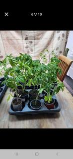 Tomatenplanten BİO Er zijn verschillende soorten., Tuin en Terras, Planten | Tuinplanten, Ophalen of Verzenden