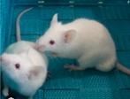 Voedermuizen, Dieren en Toebehoren