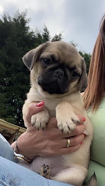 Mopshond pups beschikbaar voor biedingen