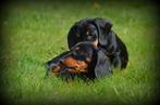 Teckel pups korthaar, Dieren en Toebehoren, België, CDV (hondenziekte), 8 tot 15 weken, Korthaar