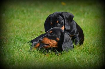 Chiots teckel à poil court, Poils courts, Plusieurs, Belgique, Plusieurs animaux