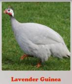 GEZOCHT broedeieren van parelhoen, Dieren en Toebehoren, Pluimvee, Meerdere dieren, Overige soorten
