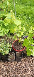 Tomaten,  witte en rode druiven, Tuin en Terras, Planten | Tuinplanten, Ophalen of Verzenden