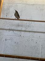 rossignol phenomenal, Animaux & Accessoires, Enlèvement ou Envoi