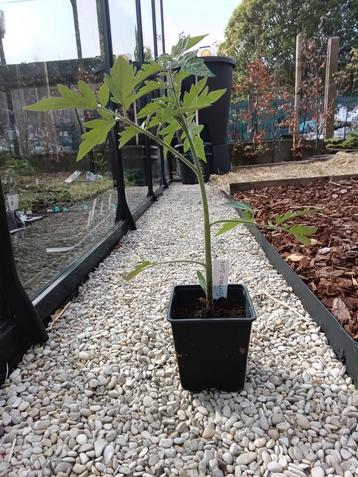 Groot assortiment tomaten planten (bio) beschikbaar voor biedingen