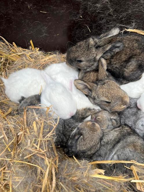 Vlaamse reus. Voedster met jongen apart/samen, Dieren en Toebehoren, Konijnen