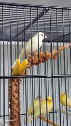 Raza espagnola 2025, Dieren en Toebehoren, Vogels | Kanaries