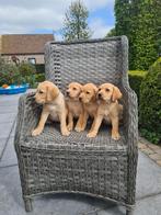 labrador pups blond, België, CDV (hondenziekte), 8 tot 15 weken, Labrador retriever