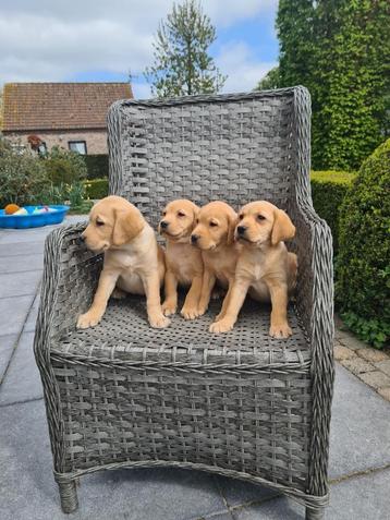 labrador pups blond beschikbaar voor biedingen