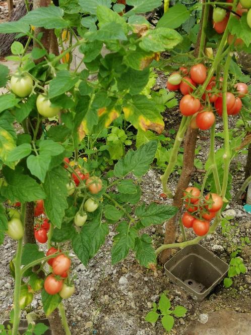 5 zaden tomaat Pink Thai Egg - biologische teelt, Tuin en Terras, Bloembollen en Zaden, Zaad, Voorjaar, Volle zon, Verzenden