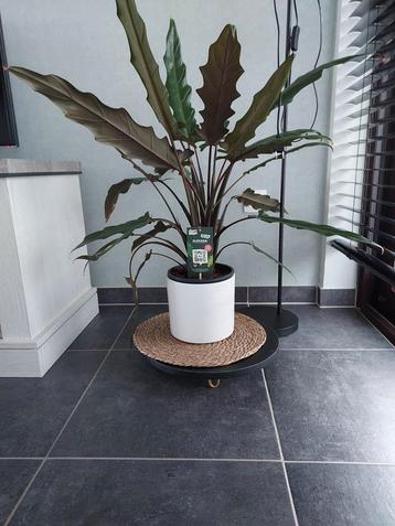 Grote Alocasia kamerplant zonder buitenpot  beschikbaar voor biedingen
