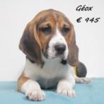 "Geox" Beagle (reu) Belgische pup te koop, Dieren en Toebehoren, België, Beagle, CDV (hondenziekte), 8 tot 15 weken