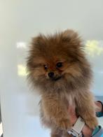 Prachtige Mini rasechte pomeriaan puppy’s  ( bear face), Dieren en Toebehoren, Honden | Poolhonden, Keeshonden en Oertypen, België