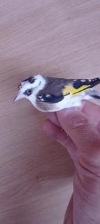 parva putters, Dieren en Toebehoren