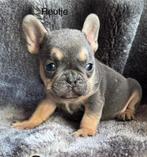 Prachtig lilac tan reutje franse bulldog pup, Dieren en Toebehoren, België, Fokker | Hobbymatig, Reu, 8 tot 15 weken