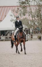 talentvol dressuurpaard, Dieren en Toebehoren, Paarden, Merrie, Gechipt, Dressuurpaard, 3 tot 6 jaar