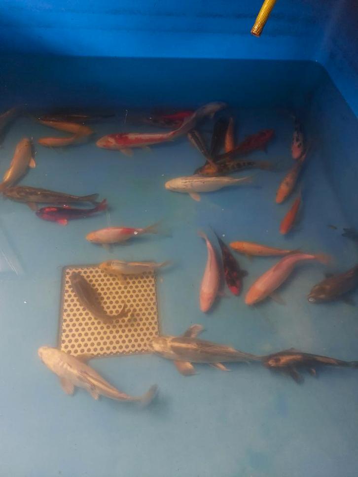 40 Japanse kois, Dieren en Toebehoren, Vissen | Vijvervissen, Goudvis(sen)