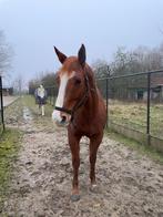 Peinture Vosse Mare/quartier, Vermifugé, 11 ans ou plus, Cheval western, 160 à 165 cm