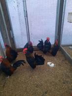 Serama haantjes  te koop, Animaux & Accessoires, Volatiles, Mâle, Poule ou poulet