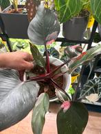 Aroid Planten - Alocasia, monstera philodendron en anthurium, Ophalen