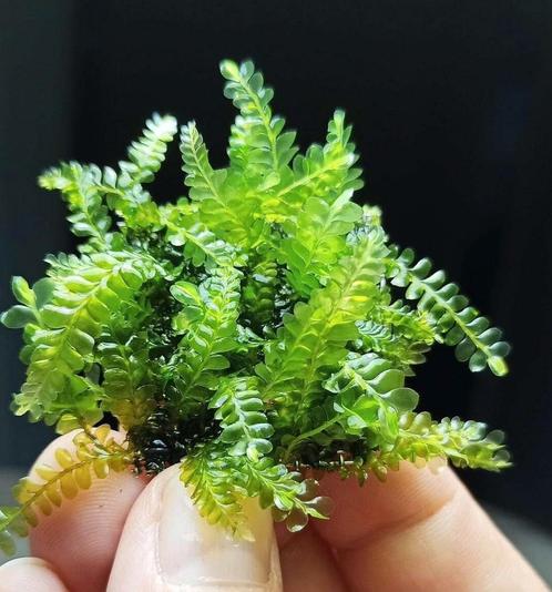 Cameroon moss, Dieren en Toebehoren, Vissen | Aquariumvissen