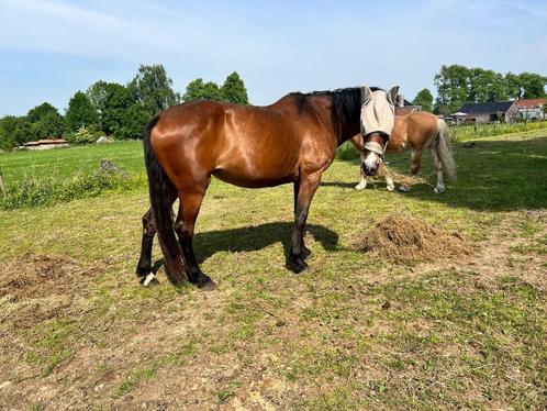 Draagmerrie, Dieren en Toebehoren, Paarden en Pony's | Dekhengsten en Fokmerries, Merrie
